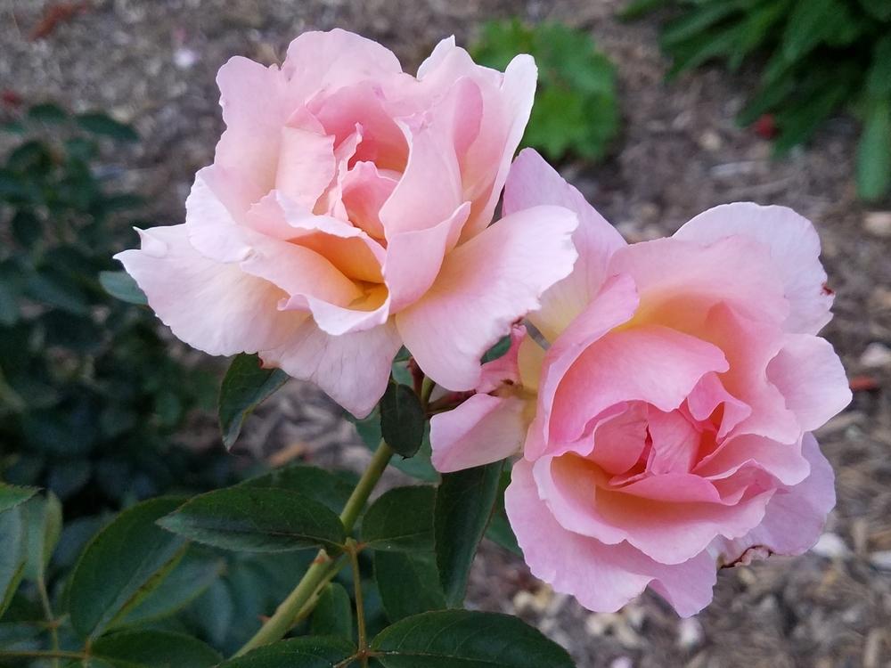 Photo of Climbing Hybrid Tea Rose (Rosa 'Compassion') uploaded by OrganicJen