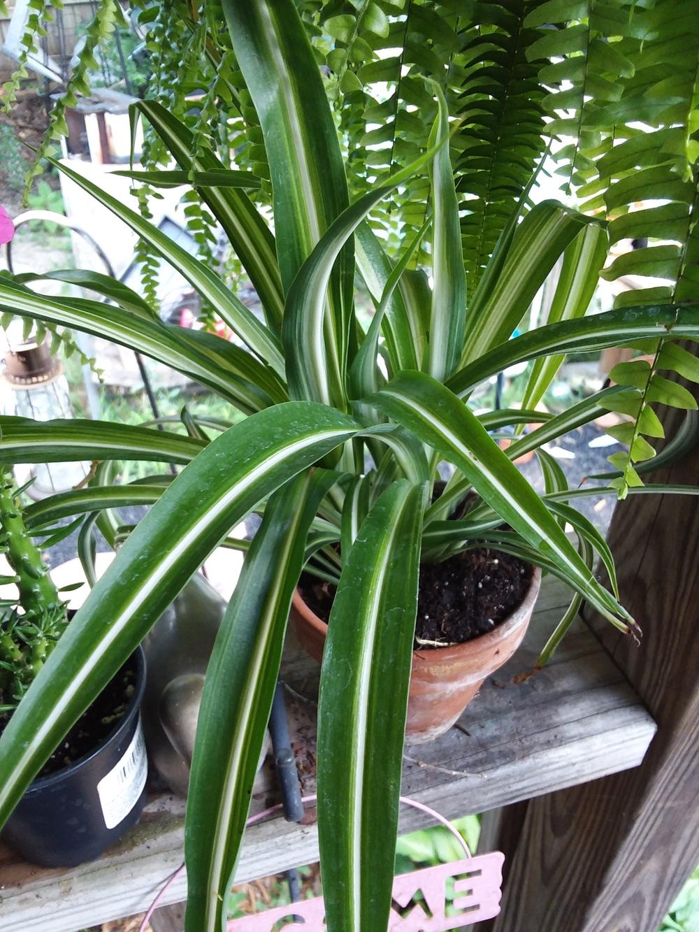 Photo of Spider Plant (Chlorophytum comosum) uploaded by RoseA32