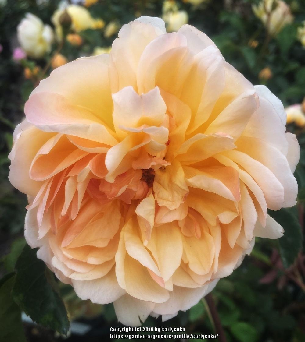 Photo of Rose (Rosa 'Port Sunlight') uploaded by carlysuko