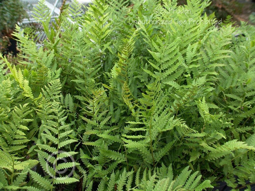 Photo of Virginia Chain Fern (Anchistea virginica) uploaded by DaylilySLP