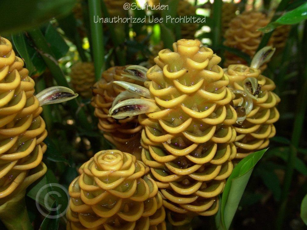 Photo of Beehive Ginger (Zingiber spectabile) uploaded by DaylilySLP