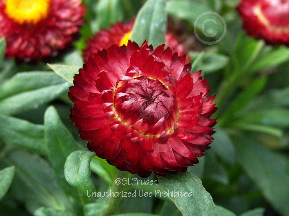 Photo of Strawflower (Xerochrysum bracteatum Mohave™ Dark Red) uploaded by DaylilySLP