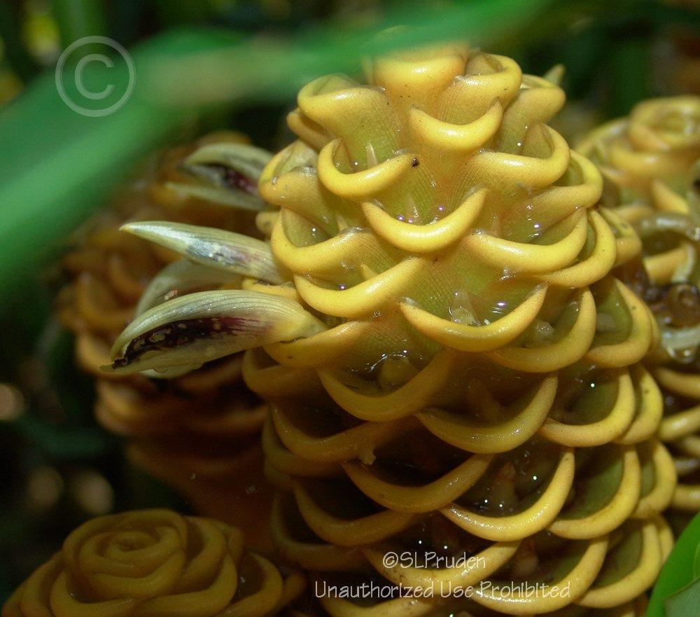 Photo of Beehive Ginger (Zingiber spectabile) uploaded by DaylilySLP