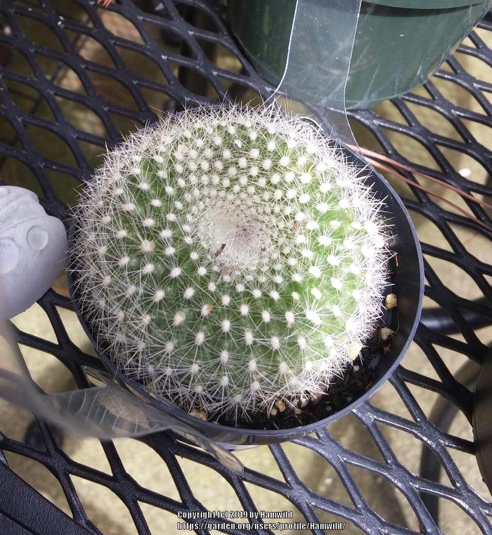 Photo of Scarlet Ball Cactus (Parodia haselbergii) uploaded by Hamwild