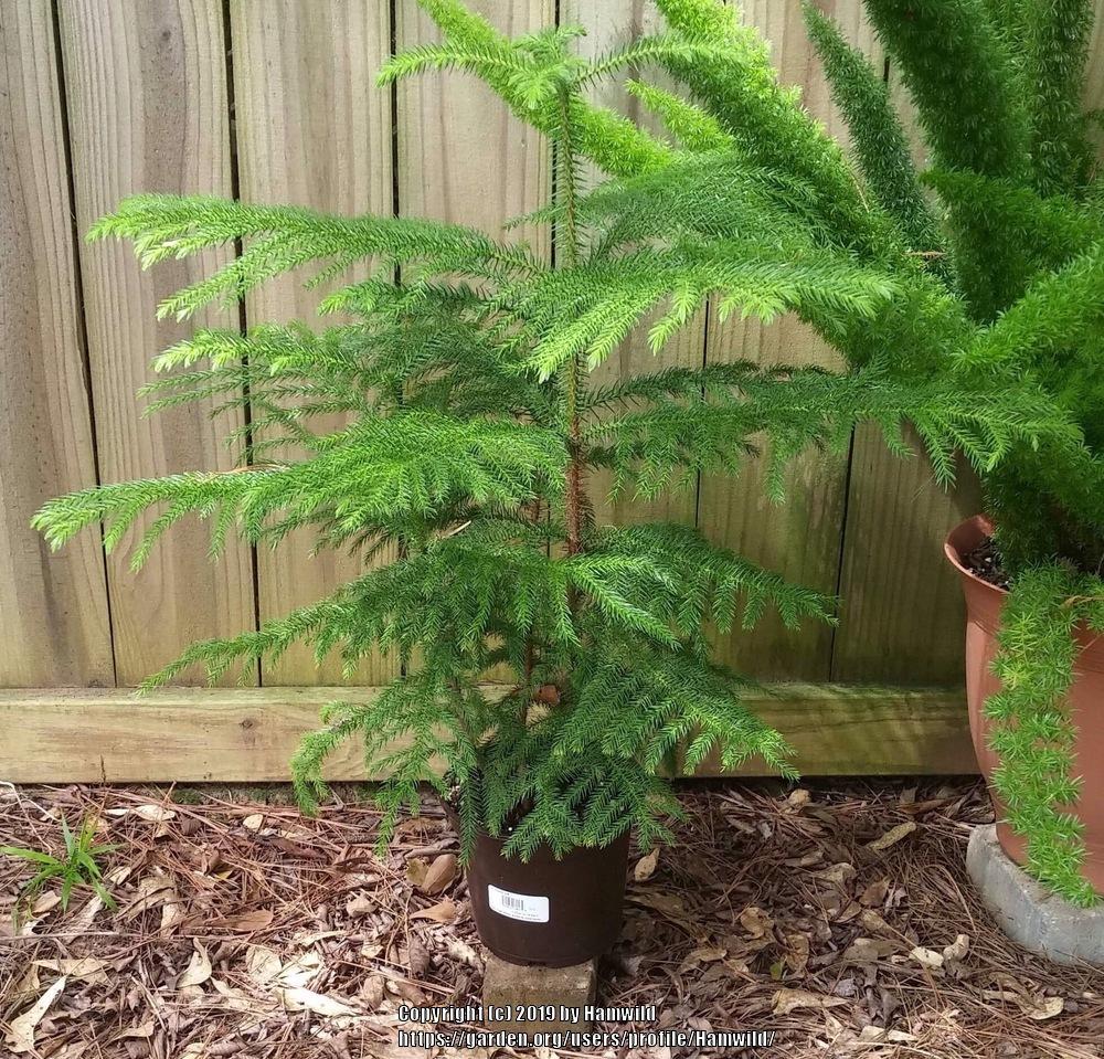Photo of Norfolk Island Pine (Araucaria heterophylla) uploaded by Hamwild