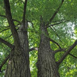 Location: Downingtown, Pennsylvania
Date: 2019-08-31
looking up two trunks of one tree into canopy