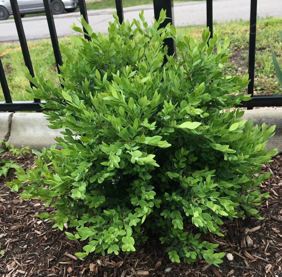 Photo of Boxwood (Buxus Chicagoland Green®) uploaded by MaryDurtschi