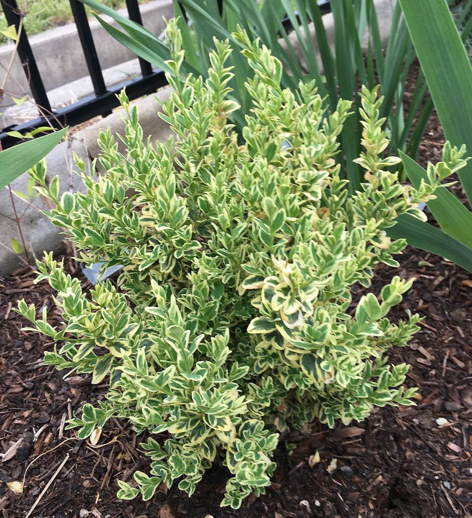 Photo of Variegated Boxwood (Buxus sempervirens 'Variegata') uploaded by MaryDurtschi