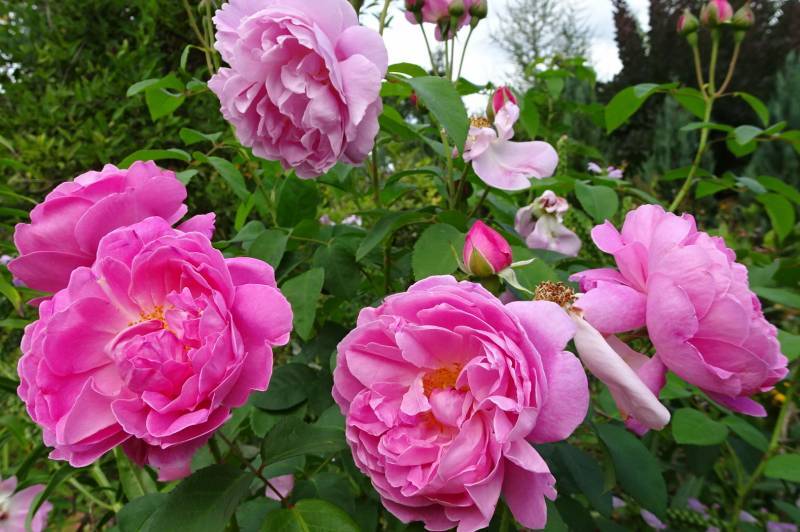 Photo of Rose (Rosa 'Mary Rose') uploaded by Orsola
