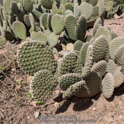 Location: Desert Botanical Garden, Phoenix, Arizona
Date: 2019-03-21