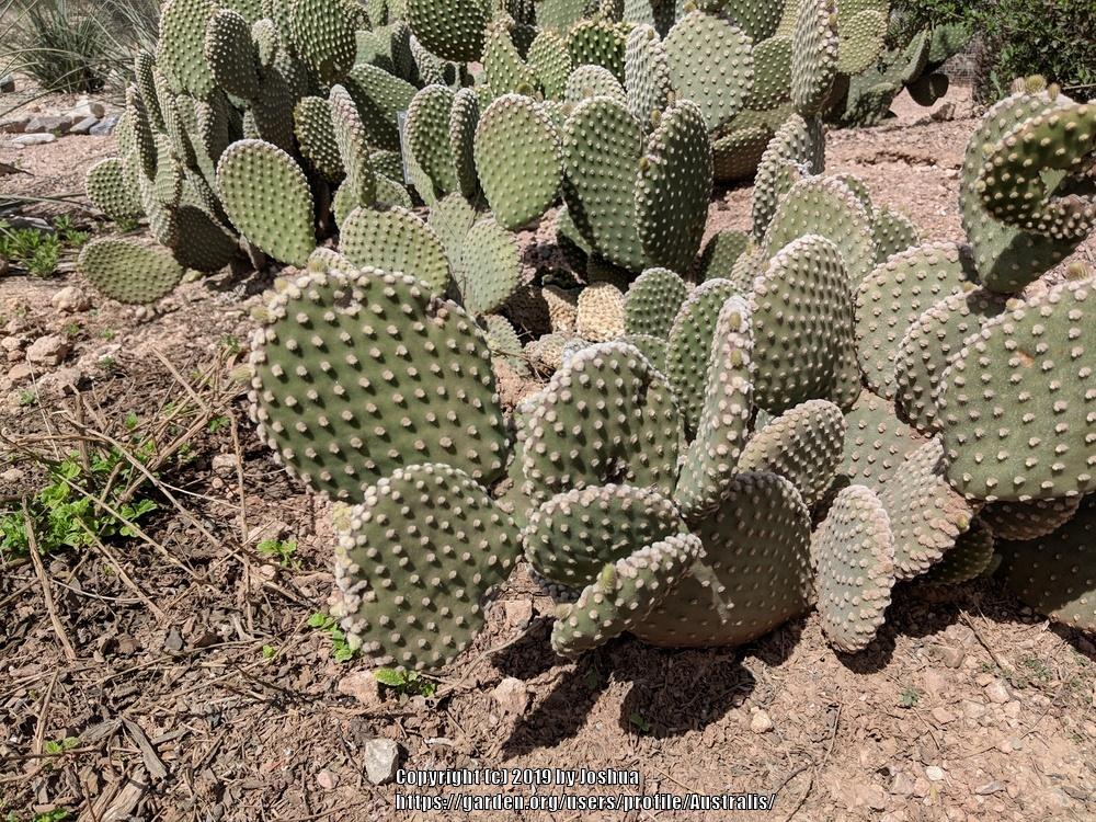 Photo of Bunny Ears (Opuntia microdasys) uploaded by Australis