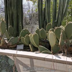 Location: Desert Botanical Garden, Phoenix, Arizona
Date: 2019-03-21