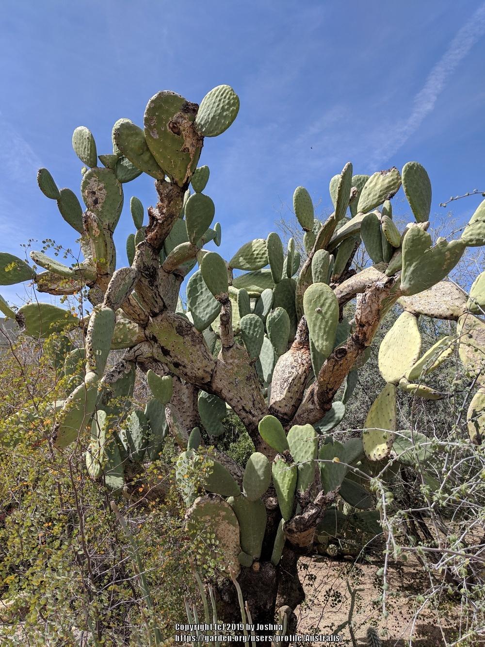 Photo of Indian Fig (Opuntia ficus-indica) uploaded by Australis