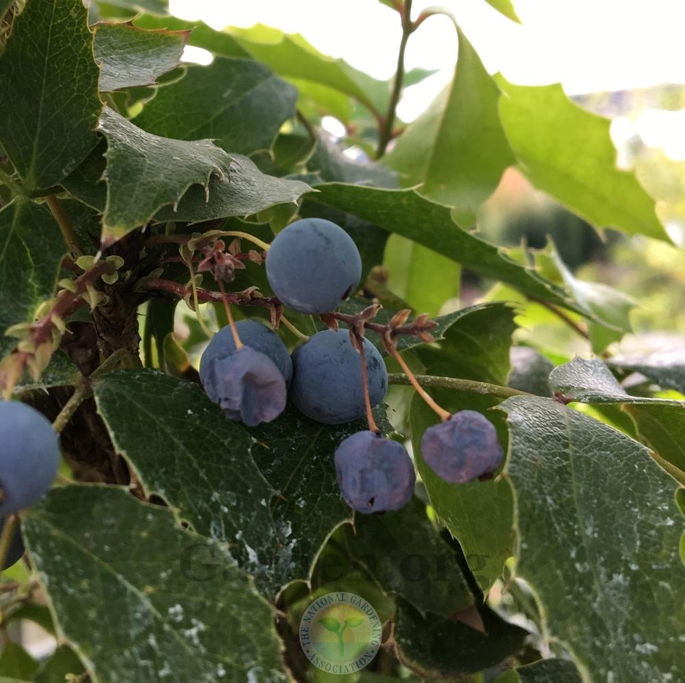 Photo of Tall Oregon Grape (Mahonia aquifolium 'Compacta') uploaded by BlueOddish