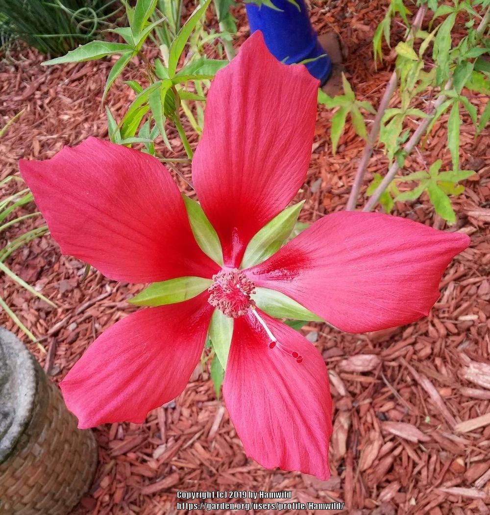 Photo of Texas Star (Hibiscus coccineus) uploaded by Hamwild