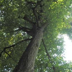 Location: Downingtown, Pennsylvania
Date: 2019-08-31
looking up trunk into canopy