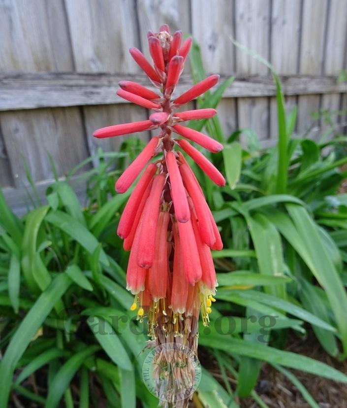 Photo of Red Hot Poker (Kniphofia sarmentosa) uploaded by Totally_Amazing