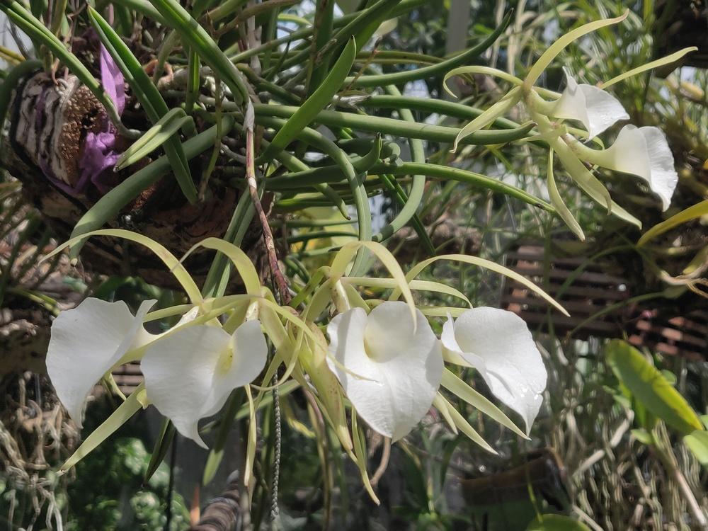 Photo of Orchid (Brassavola nodosa 'Big Jim') uploaded by dyzzypyxxy