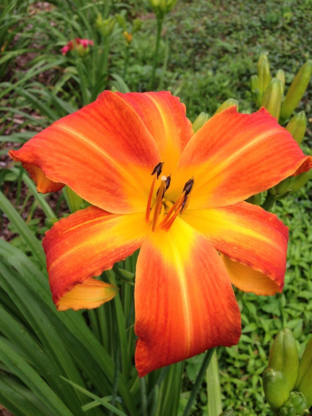 Photo of Daylily (Hemerocallis 'Heavenly Orange Blaze') uploaded by hillbilly