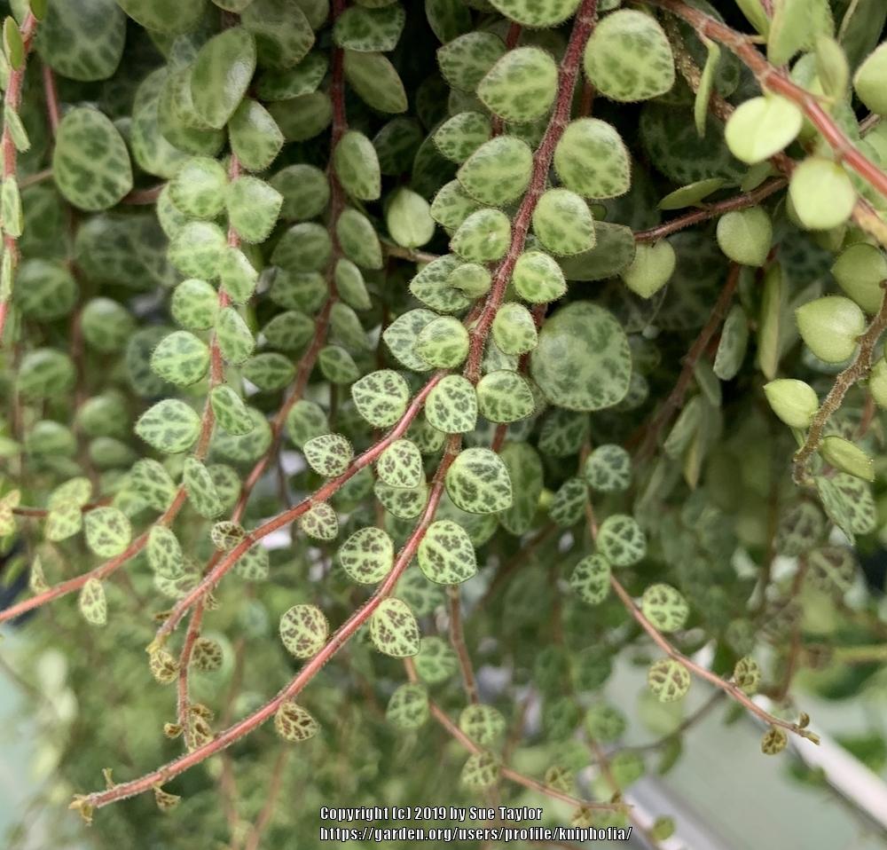Photo of String of Turtles (Peperomia rotundifolia) uploaded by kniphofia