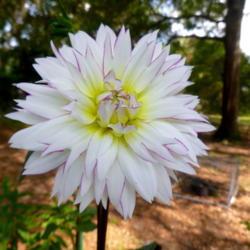 Location: Charleston, SC
Date: 2019-07-01
This crazy dahlia seems happy in the SC Lowcountry