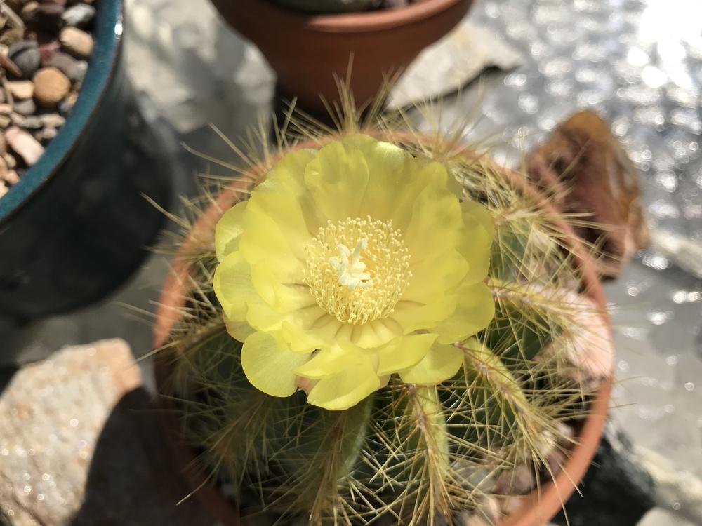 Photo of Ball Cactus (Parodia magnifica) uploaded by succulentlife
