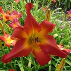 Location: Along The Fence Daylilies, Dansville, MI
Date: 2019-08-03