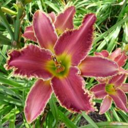 Location: Along The Fence Daylilies, Dansville, MI
Date: 2019-08-03