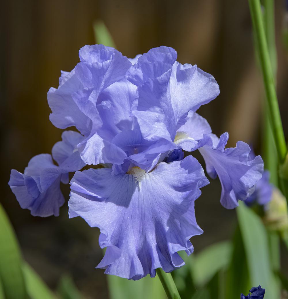 Photo of Tall Bearded Iris (Iris 'Monet's Blue') uploaded by DJFVancouverWA