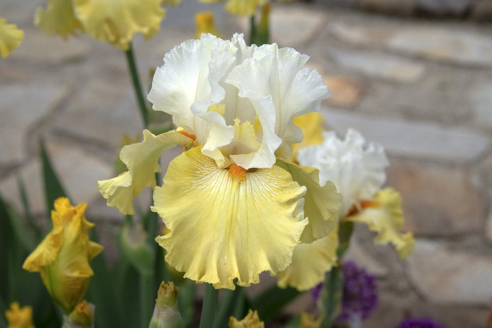 Photo of Tall Bearded Iris (Iris 'Kissed by the Sun') uploaded by DJFVancouverWA