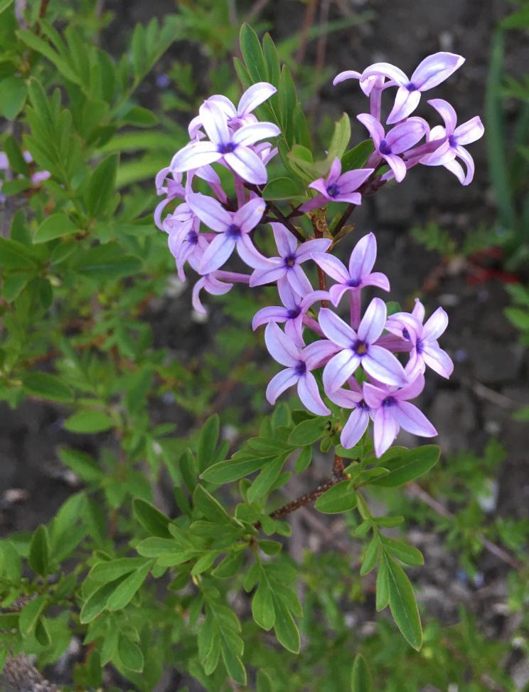 Photo of Persian Lilac (Syringa persica) uploaded by MaryDurtschi