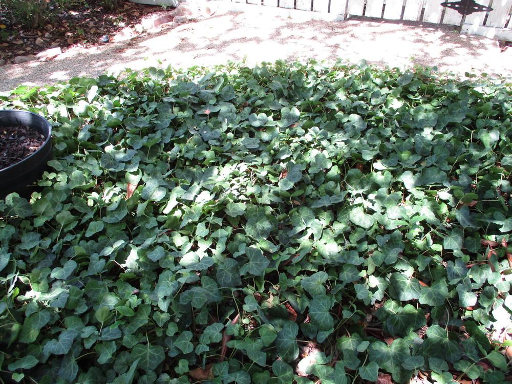 Photo of Canarian Ivy (Hedera canariensis) uploaded by Peggy8b