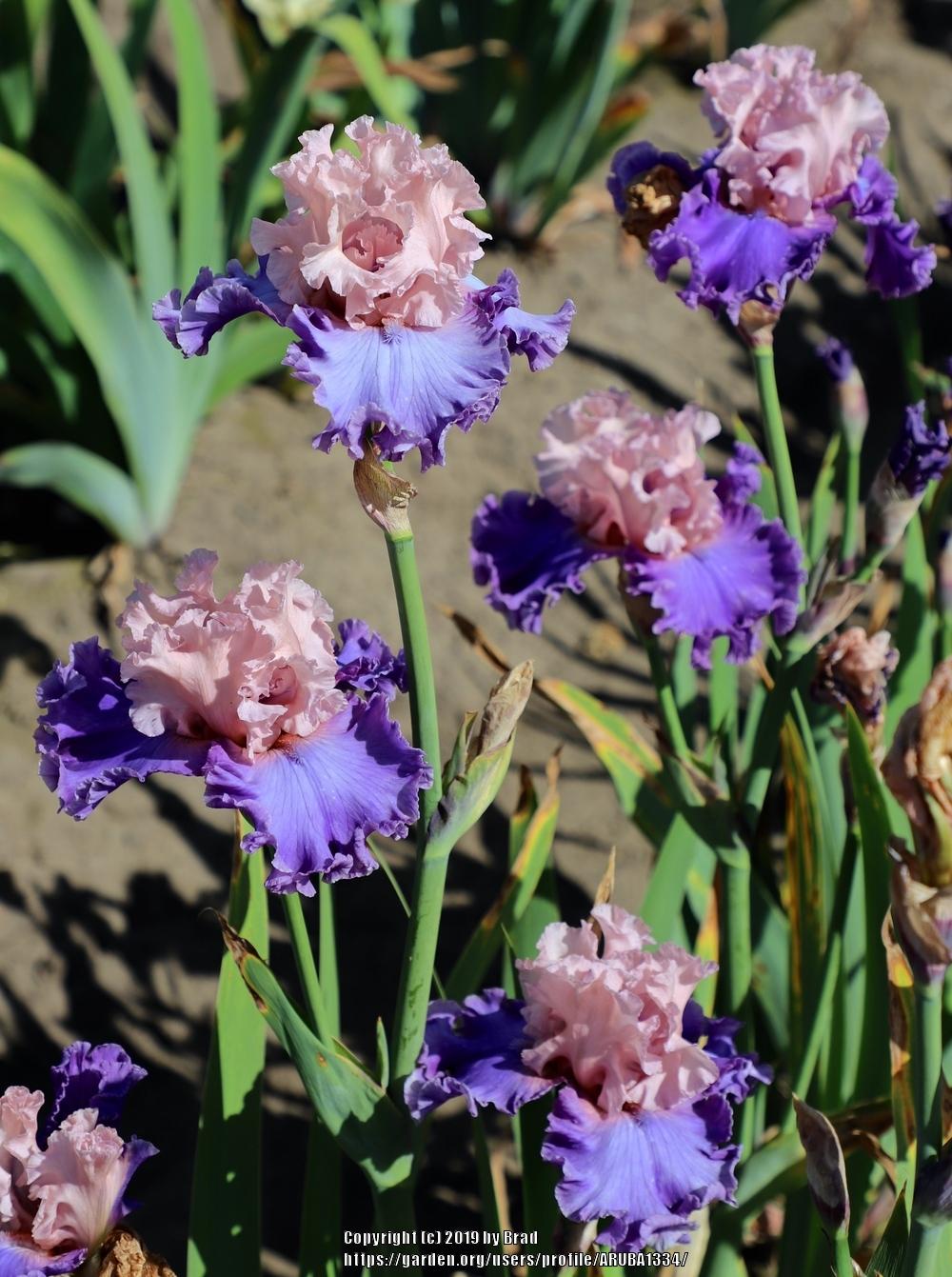 Photo of Tall Bearded Iris (Iris 'Share the Love') uploaded by ARUBA1334