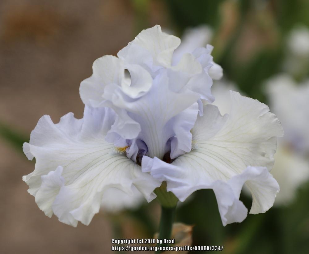 Photo of Tall Bearded Iris (Iris 'Santa Cruz Surf') uploaded by ARUBA1334