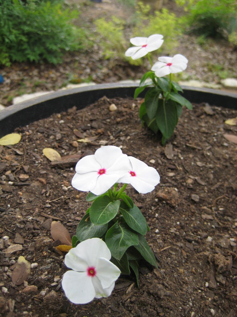 Photo of Madagascar Periwinkle (Catharanthus roseus 'Pacifica Polka Dot') uploaded by Peggy8b