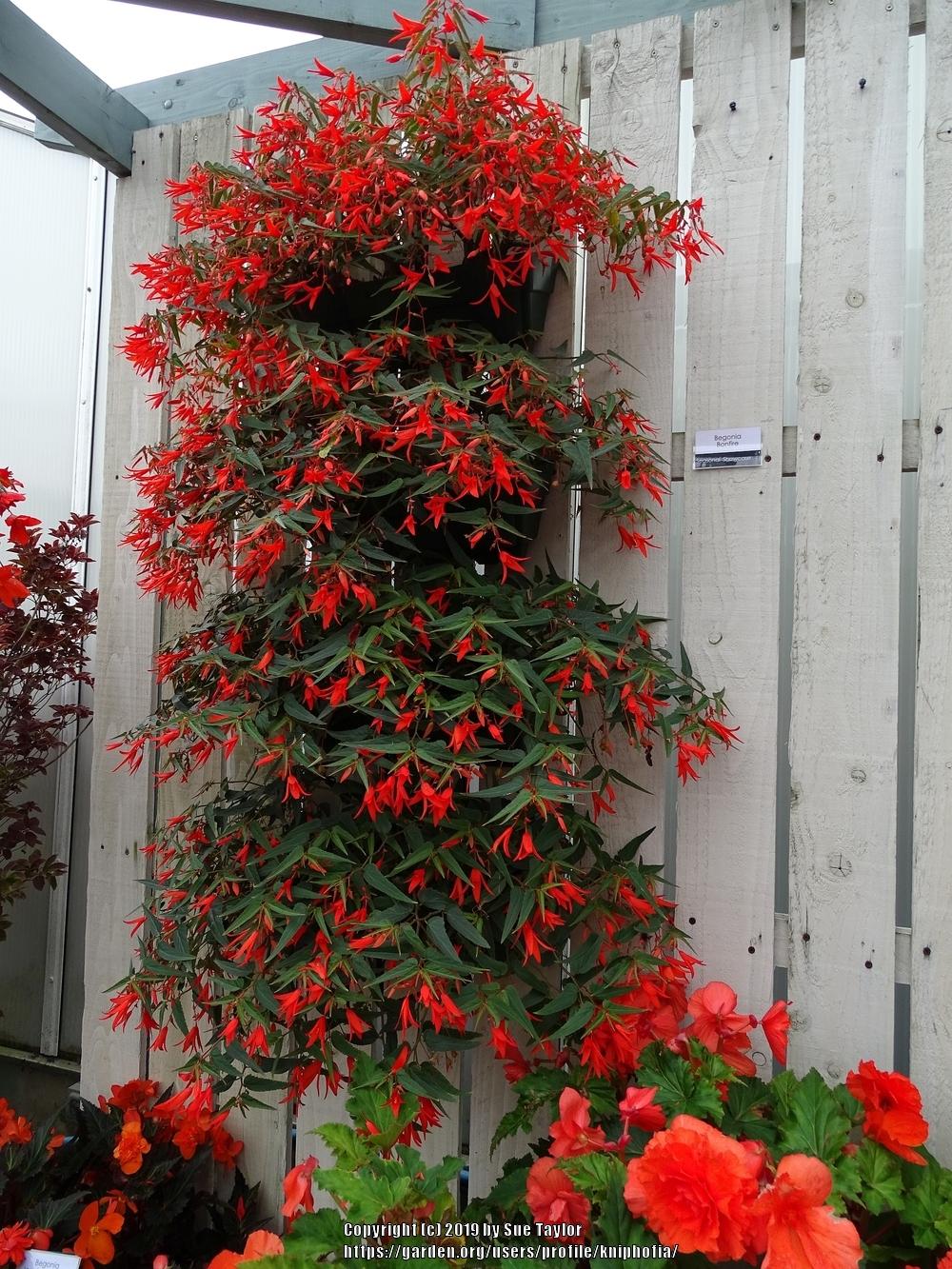 Photo of Begonia (Begonia boliviensis Bonfire®) uploaded by kniphofia