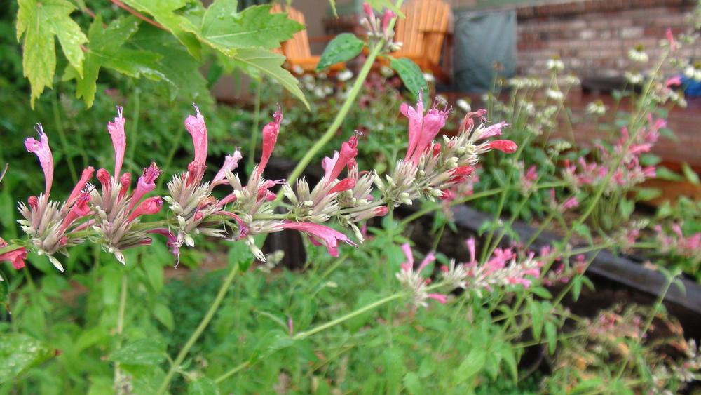 Photo of Agastache (Agastache mexicana 'Red Fortune') uploaded by JeffLoflinECV