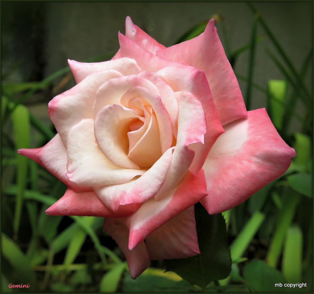 Photo of Rose (Rosa 'Gemini') uploaded by MargieNY