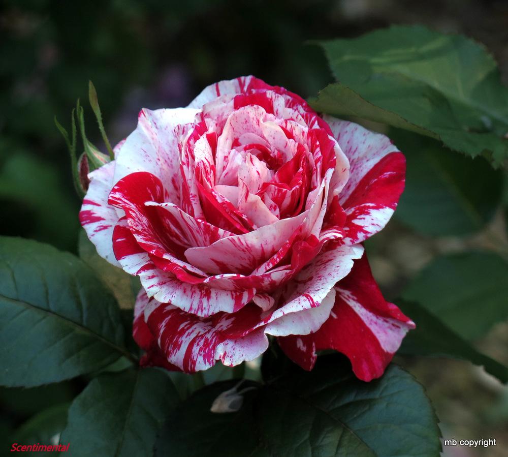 Photo of Rose (Rosa 'Scentimental') uploaded by MargieNY