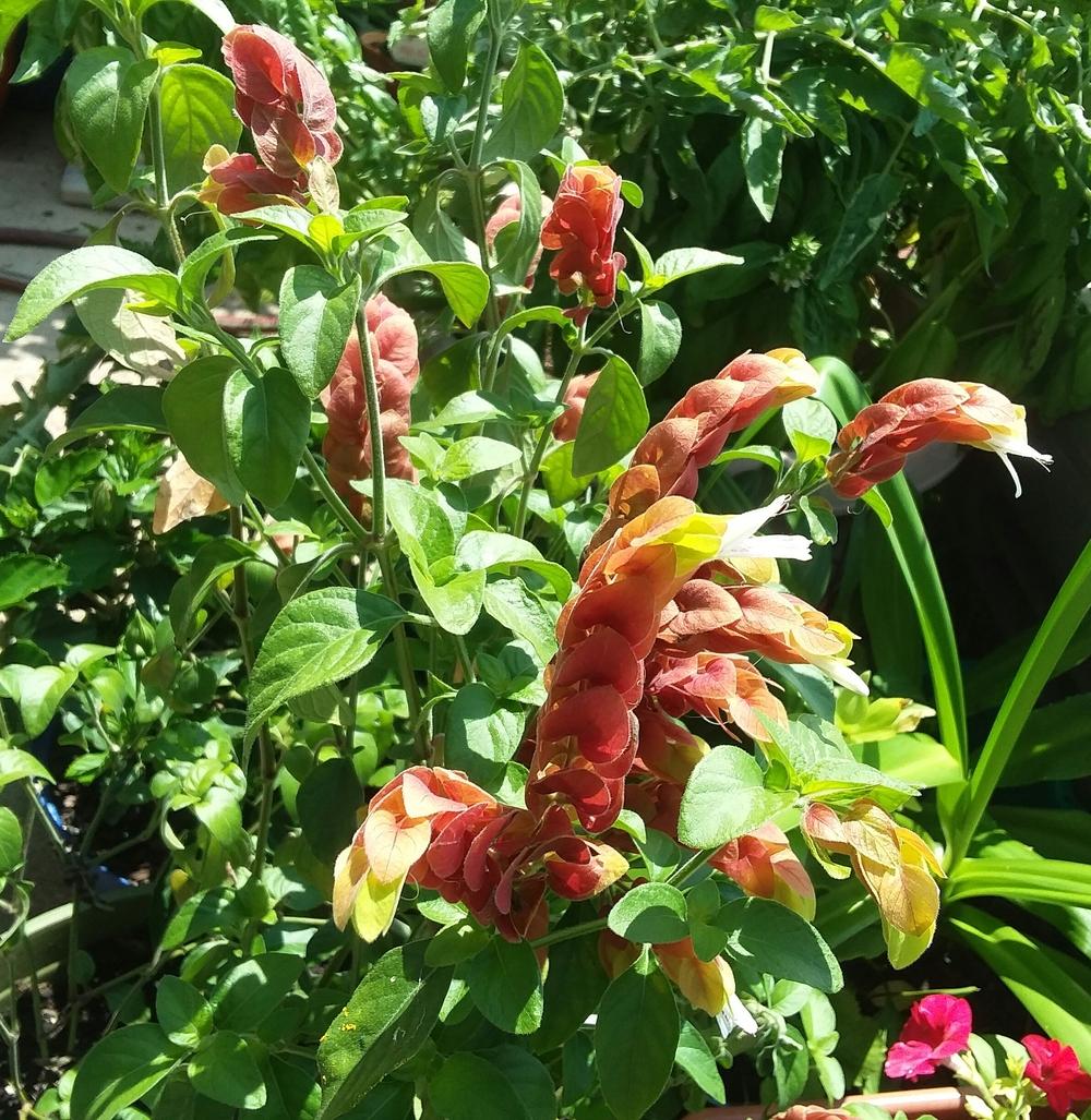 Photo of Shrimp Plant (Justicia brandegeeana) uploaded by RoseA32