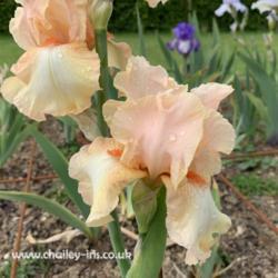 Location: Sussex, UK
Date: late May 2019
A lovely pale pink / apricot iris with a slight sweet fragrance.