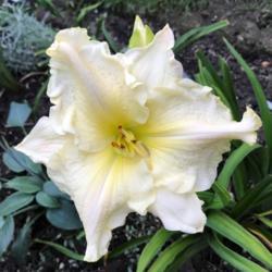 Location: My zone 5 garden.
Date: 2019-09-04
my last blooming daylily.