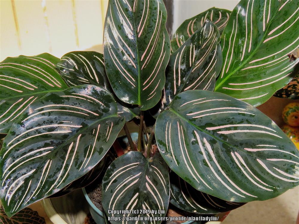 Photo of Pin Stripe Plant (Goeppertia ornata) uploaded by plantladylin