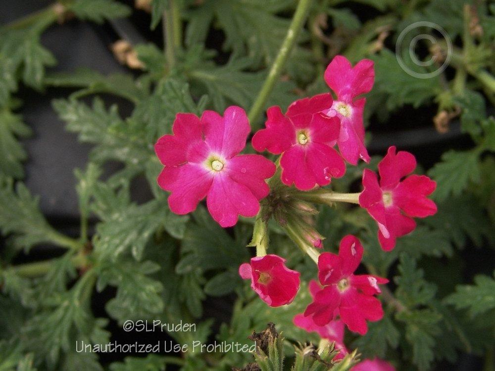 Photo of Verbena (Verbena x hybrida Lanai® Bright Pink) uploaded by DaylilySLP