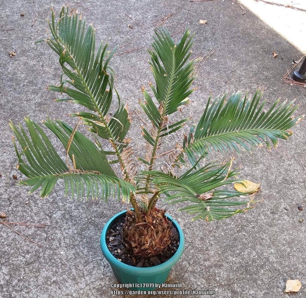 Photo of Sago Palm (Cycas revoluta) uploaded by Hamwild