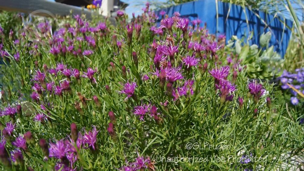 Photo of Narrowleaf Ironweed (Vernonia lettermannii 'Iron Butterfly') uploaded by DaylilySLP