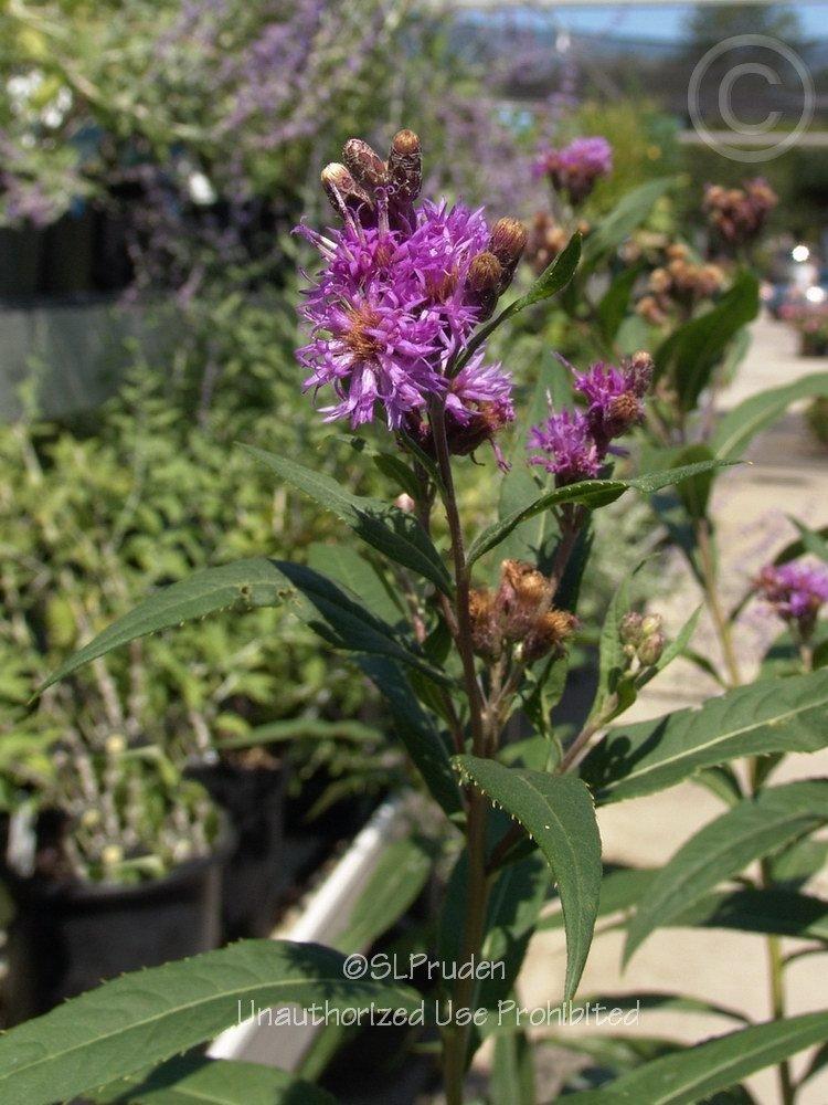 Photo of Smooth Ironweed (Vernonia fasciculata) uploaded by DaylilySLP