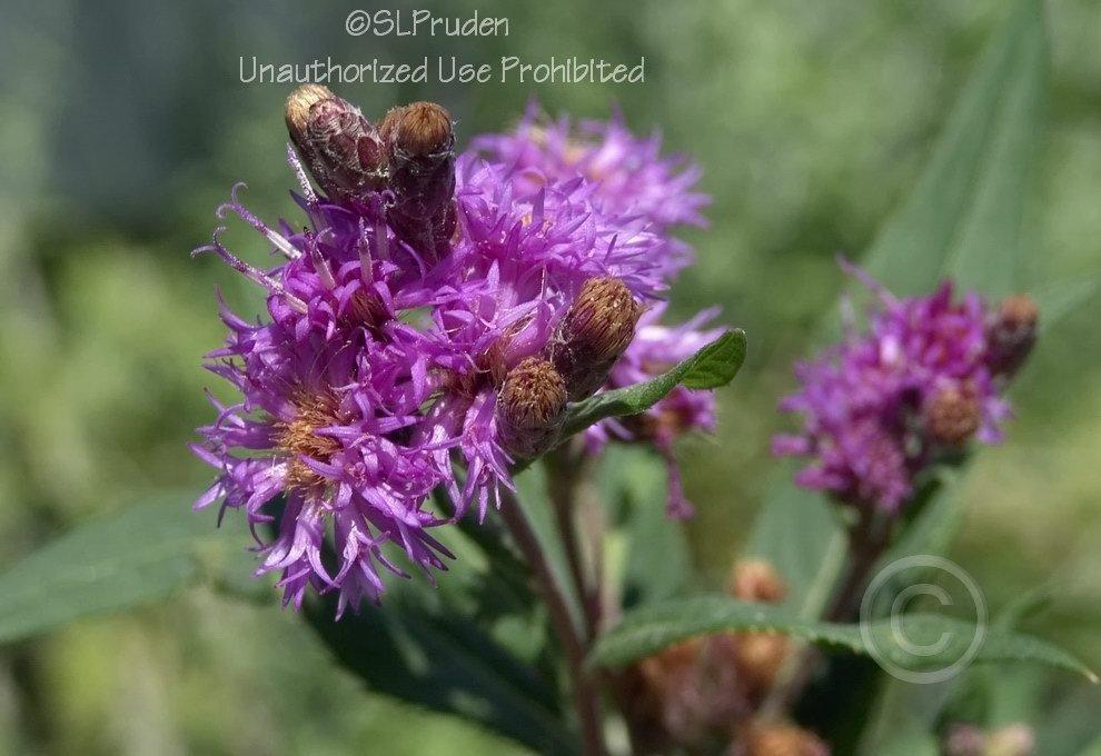 Photo of Smooth Ironweed (Vernonia fasciculata) uploaded by DaylilySLP