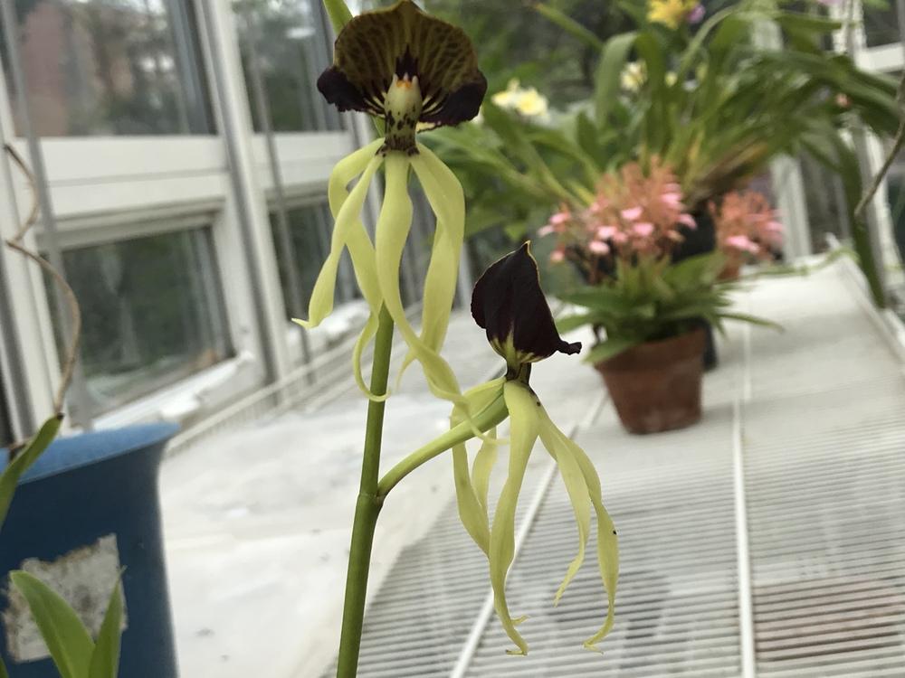 Photo of Cockle-Shell Orchid (Prosthechea cochleata) uploaded by Ursula
