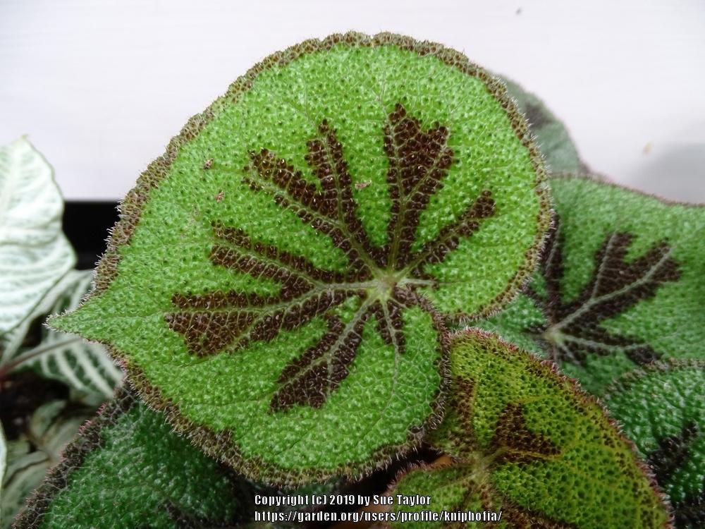 Photo of Iron Cross Begonia (Begonia masoniana) uploaded by kniphofia